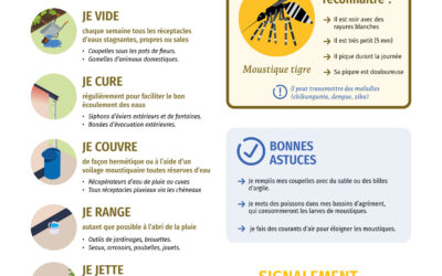Moustique-tigre
